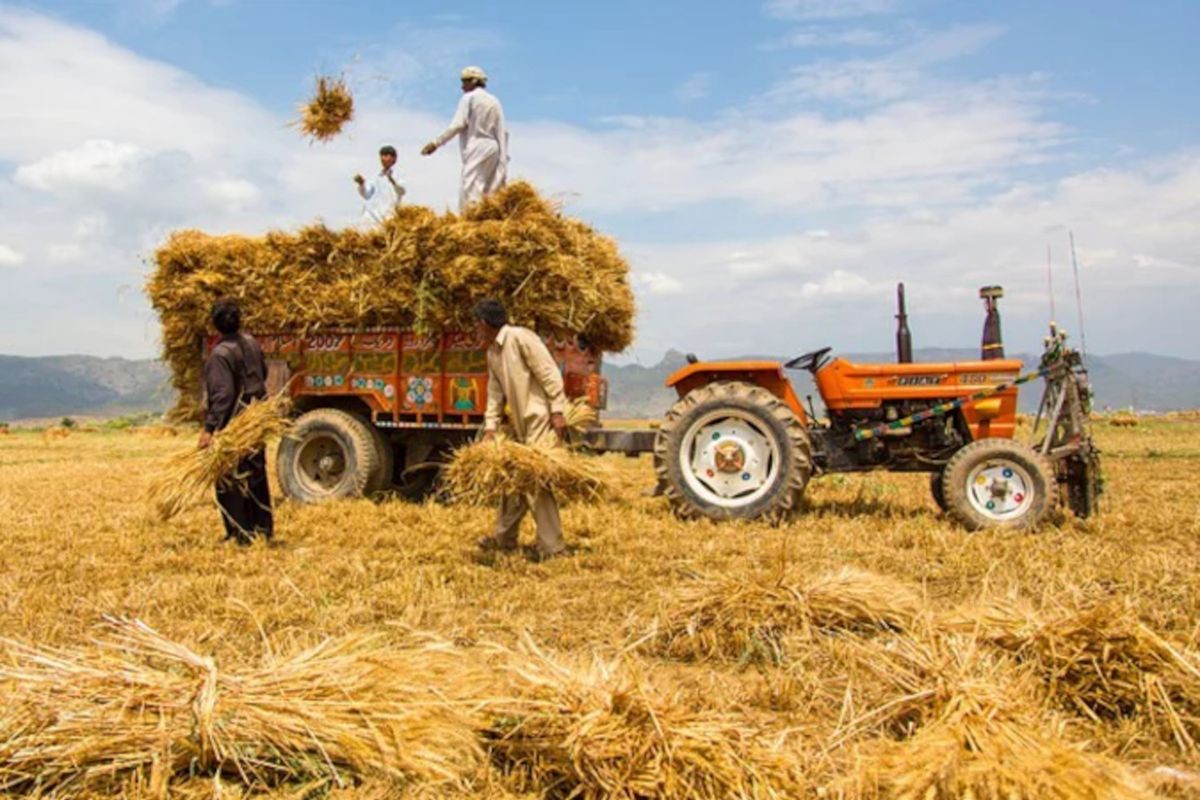 Harvest with a tractor in a wheat field